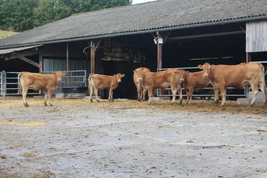 limousines broutards Manche