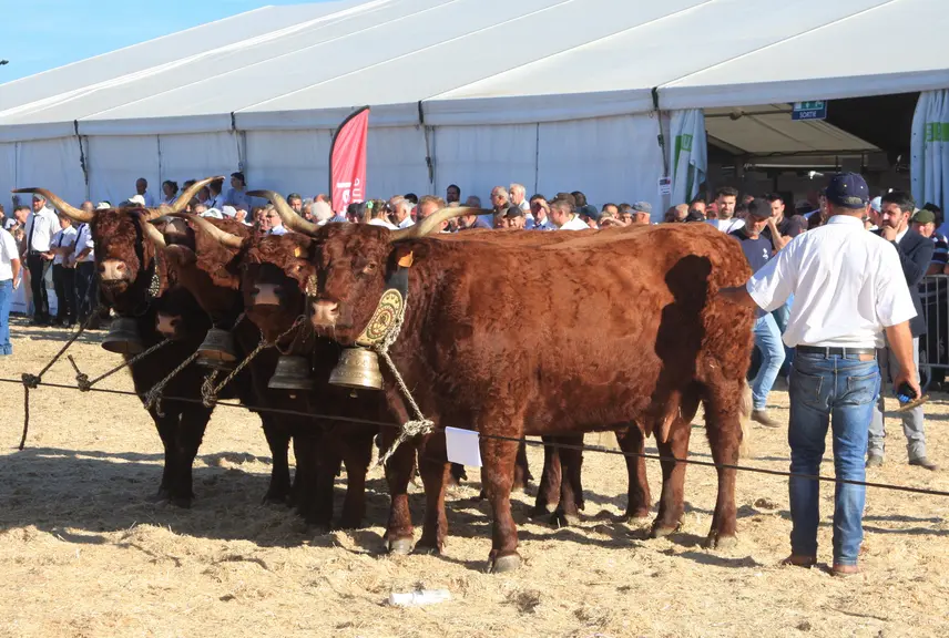 concours national salers 2026