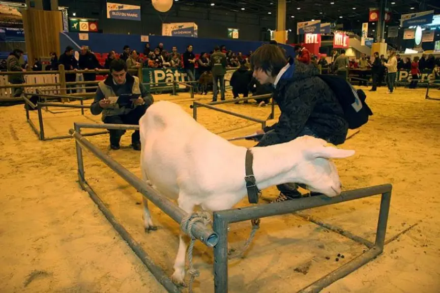 La Ferme des Ages en force...