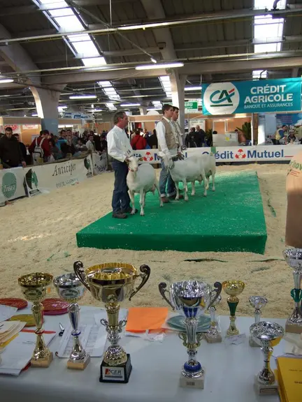 Niort étant à la frontière entre deux zones, la fièvre catarrhale ovine a limité le déplacement de nombreux animaux. Seuls 7 élevages et 95 animaux on