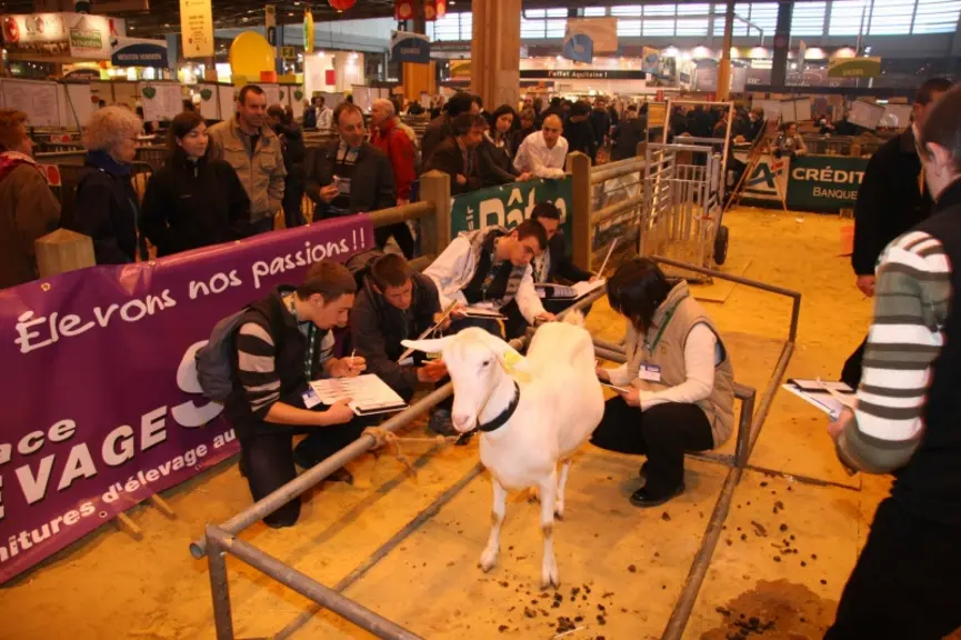 Concours de jugements des animaux par les jeunes.
