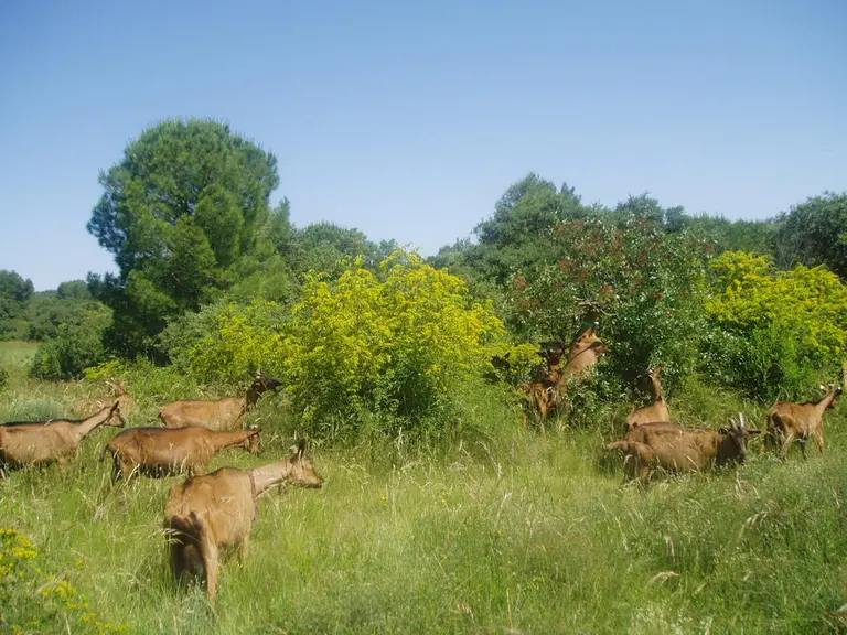 Il faudra privilégier les parcours de bonne qualité pour le début de lactation. © E. Genevet