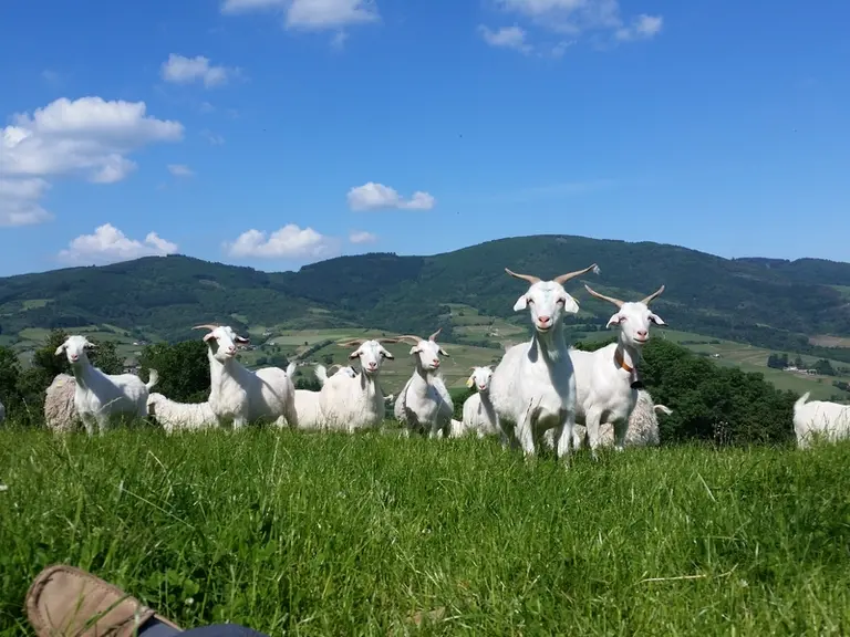 La chèvre cachemire n’est pas une race mais un type de chèvre rencontré dans plusieurs régions du monde ayant la capacité de produire ce sous-poil aux