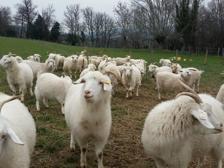 La chèvre cachemire est bien adaptée au plein air intégral. © DR
