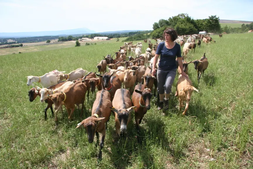 En 2014, la population active agricole féminine comprend 113 200 femmes chefs d’exploitation ou d’entreprise agricole, 31 000 collaboratrices d’exploi