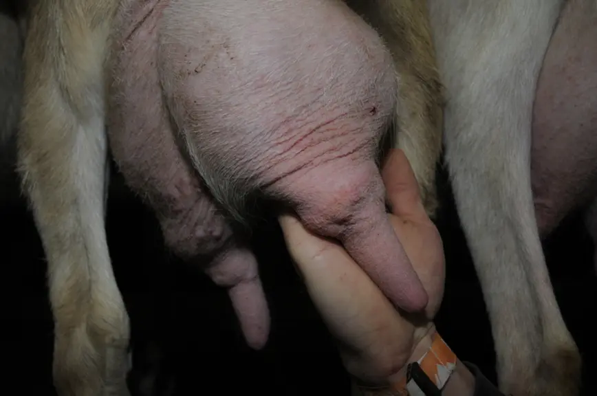 La présence d'anneaux de compression peut révéler une surtraite. © A. Villette
