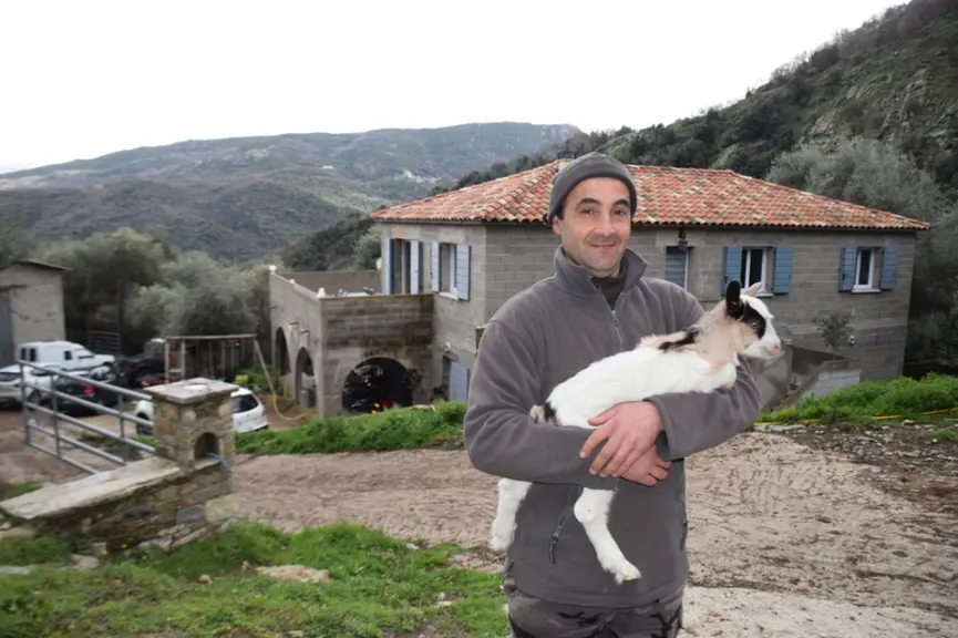 Benoît Joseph Ferrari élève des chèvres corses en lâchant ses animaux dans le maquis haut et les futaies de chênes verts de la vallée du Nebbiu. © D.