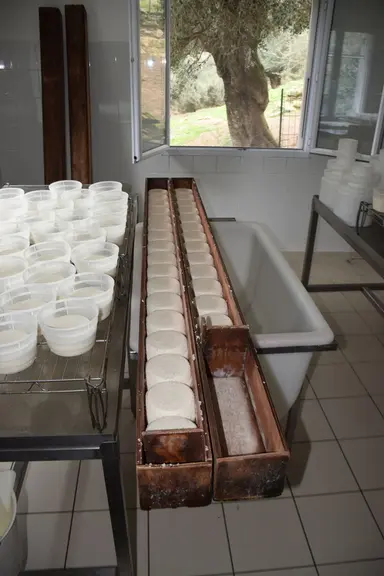 OPTION Benoît Joseph et Olivia Ferrari fabriquent des fromages à pâte molle et à croûte fleurie type Bastelicaccia ainsi que des tommes, des brousses