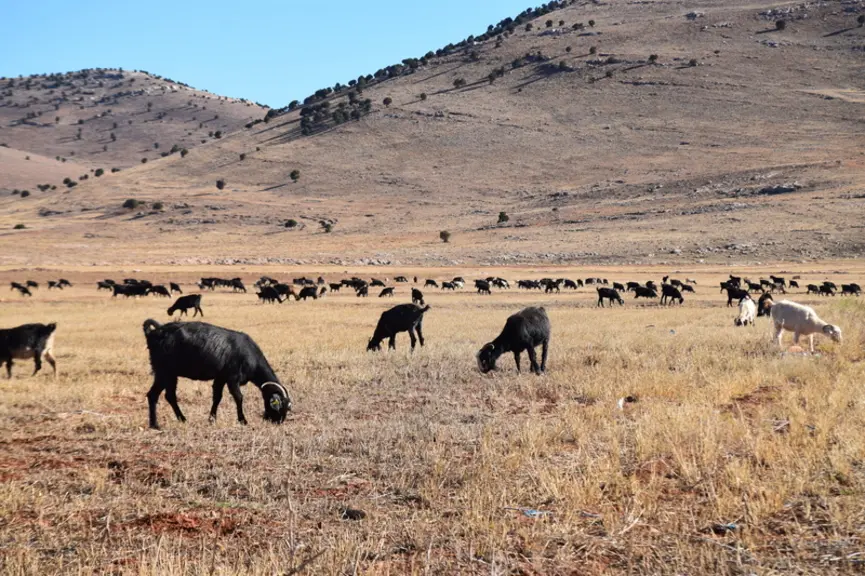 Les bergers mènent les troupeaux sur les collines et sur les chaumes des steppes immenses et dénudées du plateau anatolien. © D. Hardy