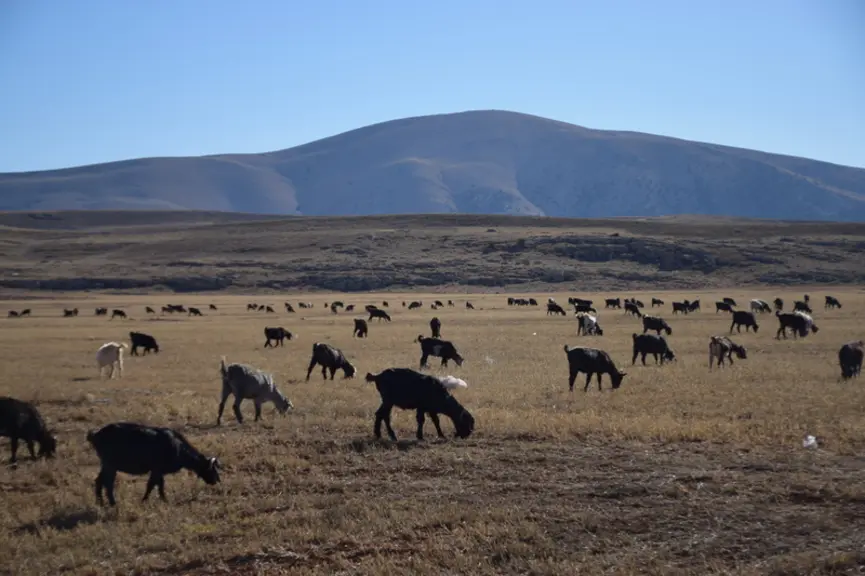 Les bergers mènent les troupeaux sur les collines et sur les chaumes des steppes immenses et dénudées du plateau anatolien. © D. Hardy