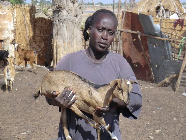 Au Sénégal, l’élevage caprin concerne surtout les femmes et les jeunes, soit la couche la plus vulnérable de la population. © H. Kuhn