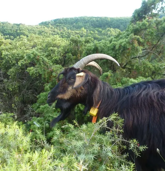 La balise GPS est portée par la chèvre dominante du troupeau.  © F. Thuault