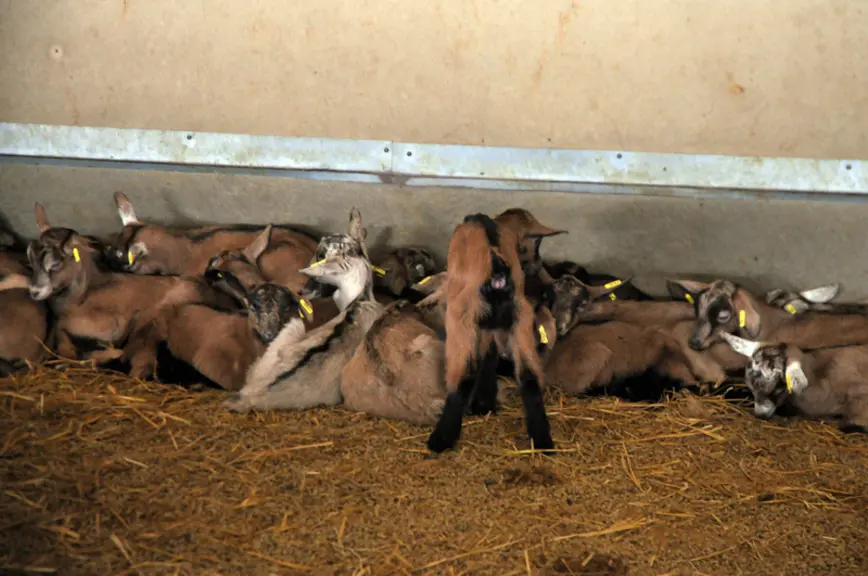 Les cabris sont laissés sur le Cabri'lit jusqu'au sevrage. © M.-A. Batut
