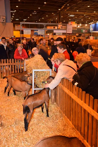 En tout, 46 chèvres étaient présentes sur le salon. En plus des alpines et saanen, on a pu voir les races chèvre du rove, chèvre des fossés, chèvre po