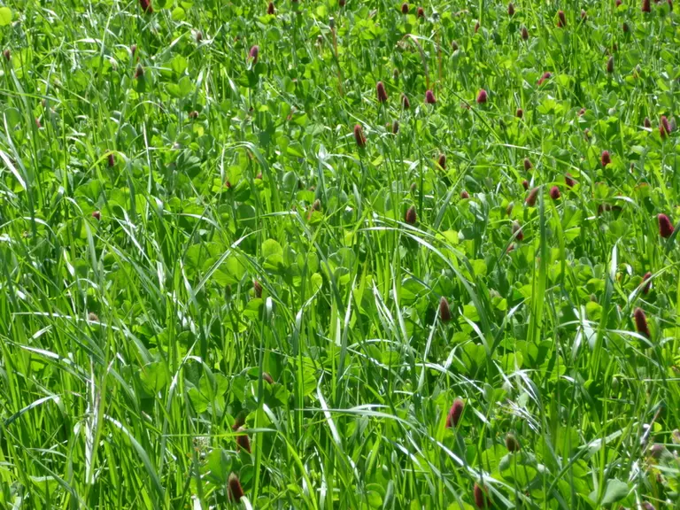 Ce mélange de ray-grass italien et trèfle incarnat est une interculture valorisable en fourrage. © J. Jost