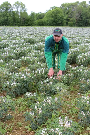 L'Earl La Tradition produit et utilise du lupin d'hiver et de printemps depuis plus de 15 ans. Cette année, elle teste une nouvelle variété de lupin b