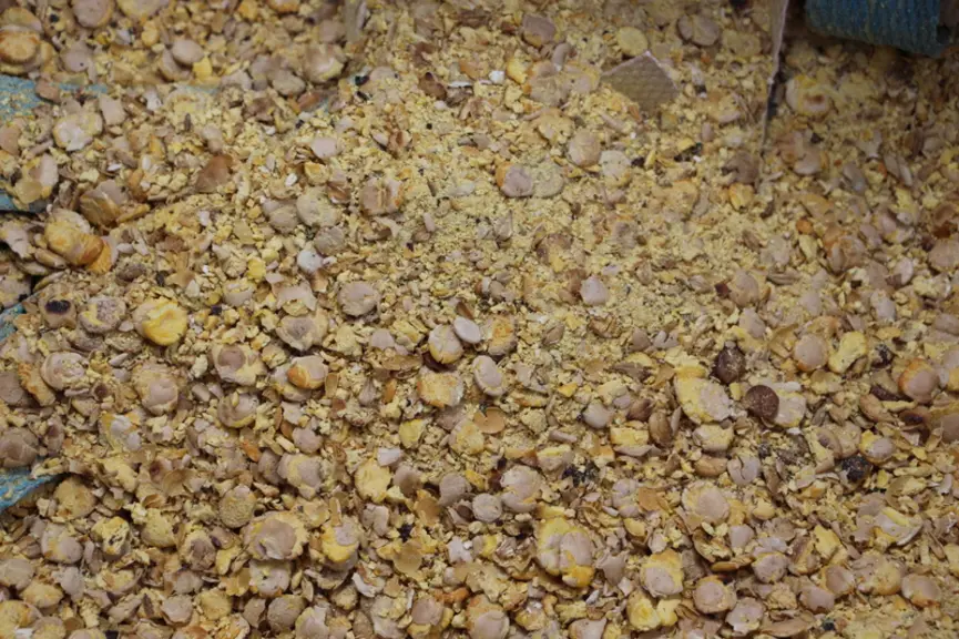 L'appétence des graines toastées semble plutôt améliorée. © V. Bargain