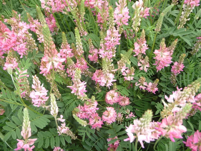 Le sainfoin utilisé par MG2Mix a été sélectionné pour sa richesse en tanins. Il est cultivé par une cinquantaine d’agriculteurs de Champagne-Ardenne.