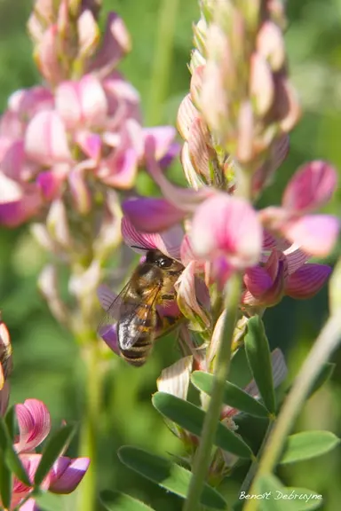 Le sainfoin est aussi une plante mellifère et Sainfolia a implanté 400 ruches au milieu des 500 hectares cultivés en 2017. © B. Debruyne