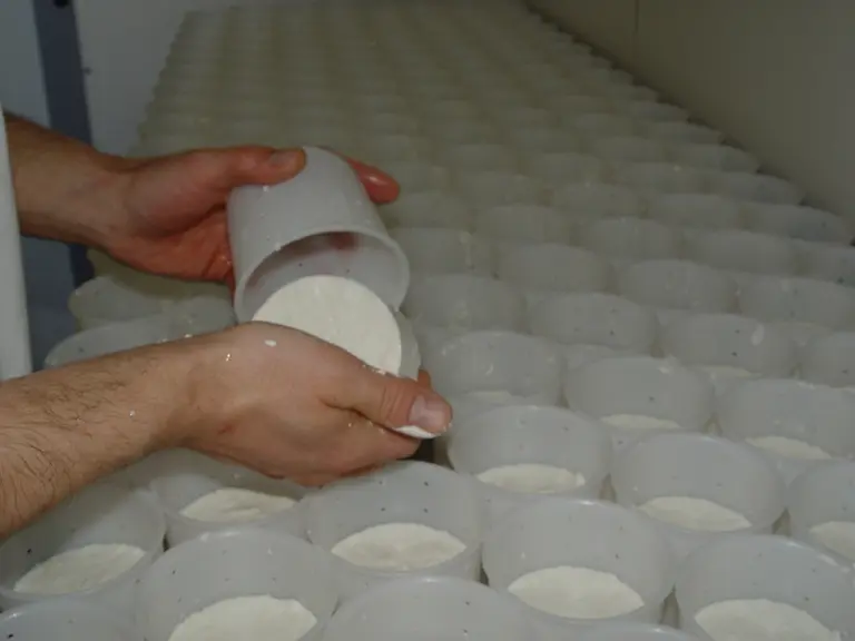 L'étape de démoulage est cruciale, c'est à partir de là que le rendement fromager est calculé. © D. Hardy
