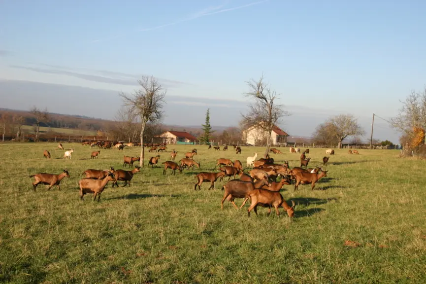 AVEC SES PRAIRIES ET SES HAIES, l’élevage caprin participe à la préservation de la biodiversité dans nos campagnes. © D. Hardy
