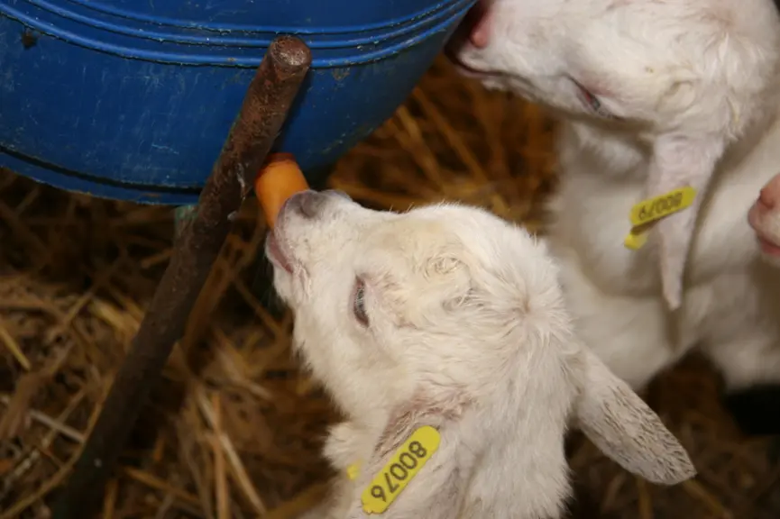 Comme un yaourt à boire, le lait acidifié serait plus digestible pour les chevreaux et chevrettes.  © D. Hardy