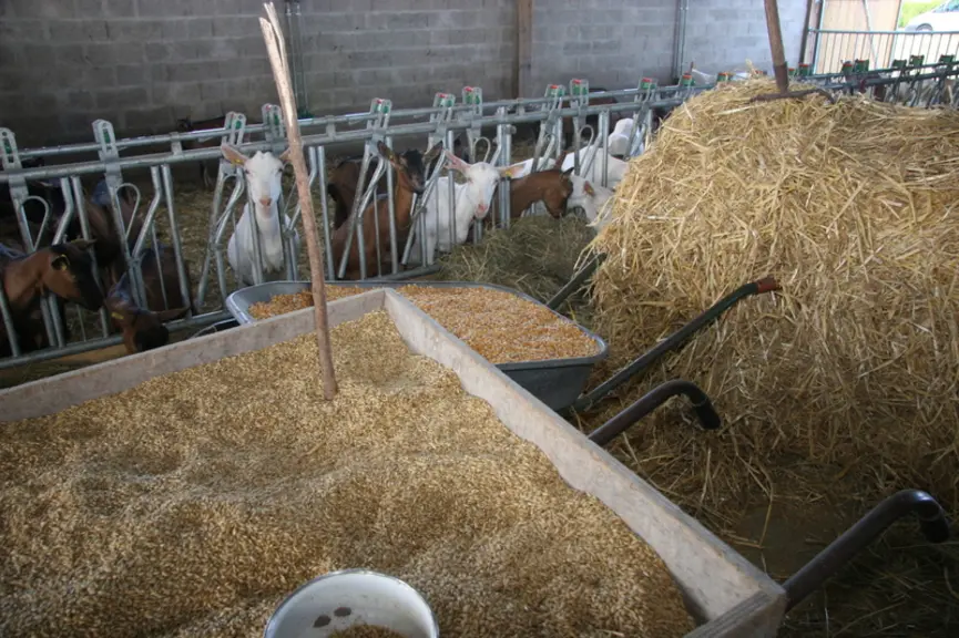 Le type de distribution de la supplémentation est choisie par l'éleveur : incorporée dans un aliment tout prêt, ou distribuer lui-même dans la ration