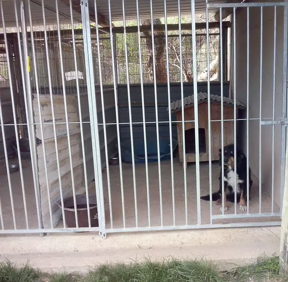 Chaque box doit être individuel et la séparation entre deux boxes, pleine et opaque, pour éviter toute dispute entre les chiens. © J.-M. Jolly
