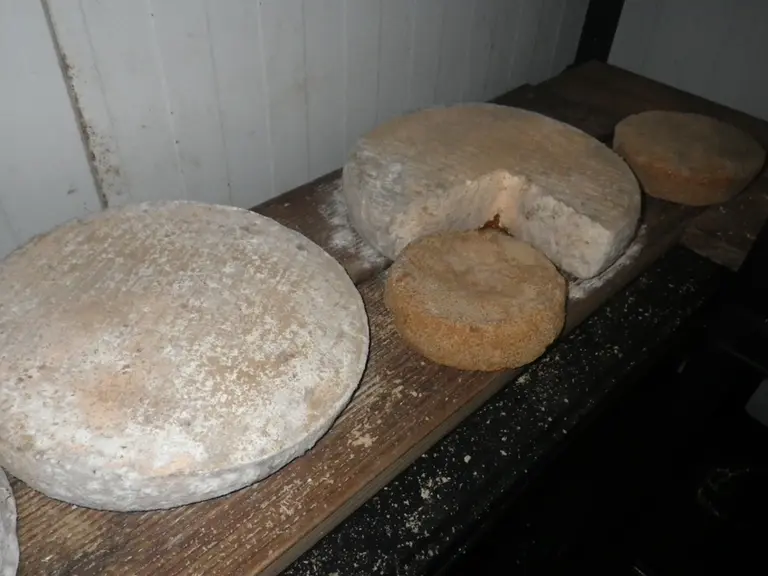Après deux mois d’exposition dans une cave à 14°C et 75 % d’humidité, les fromages cironés (à droite) n’ont pas contaminé les fromages sains.