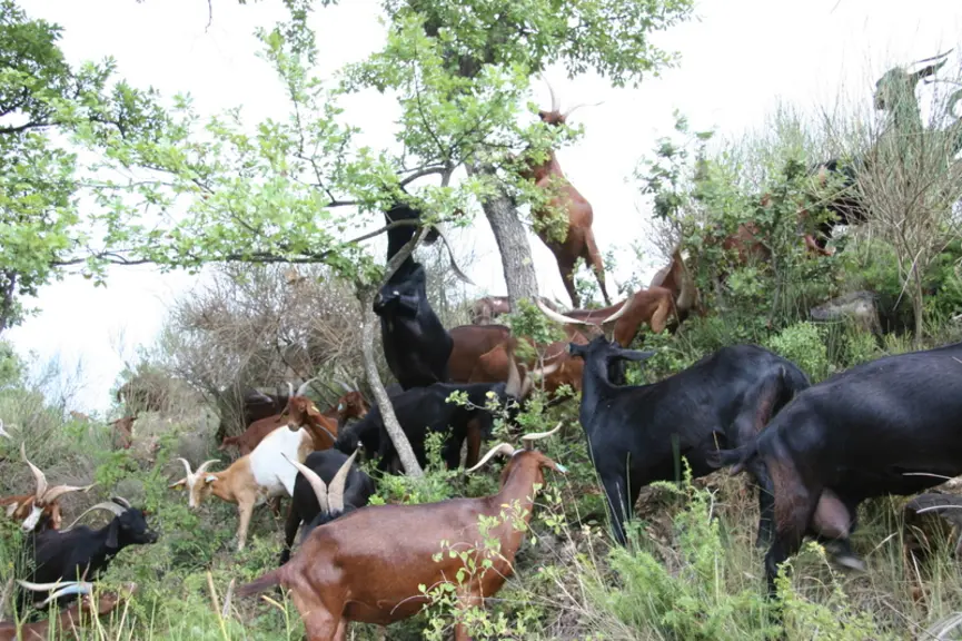 La chèvre rove, adaptée au pâturage forestier en zone méditerranéenne, sert de débroussailleuse en mangeant les arbustes épineux envahissant. Elle pré