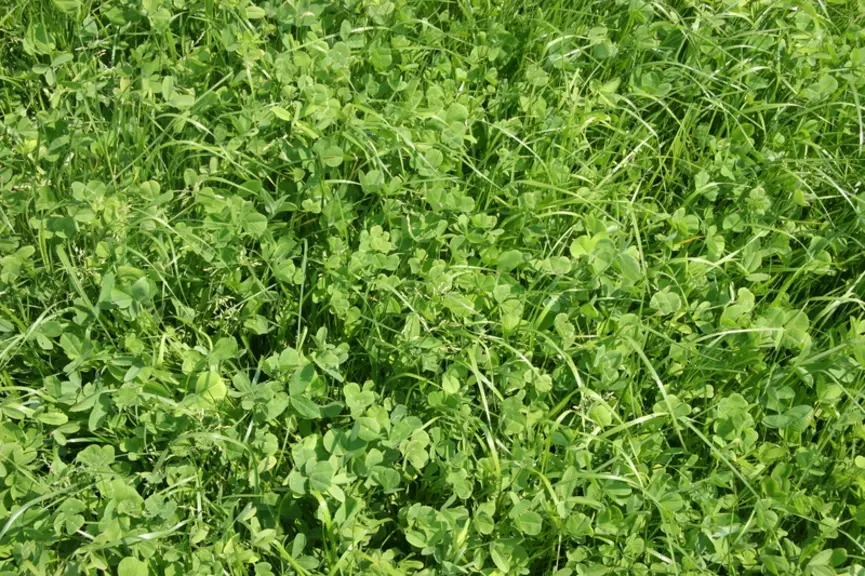 Les prairies riches en légumineuses forment de très bonnes têtes de rotation qui enrichissent le sol en azote et en matière organique. © D. Hardy