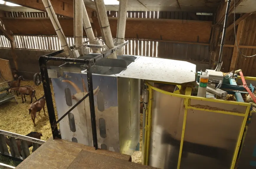 Les chèvres en lactation sont alimentées avec du fourrage vert, du foin et 1 kilo de concentré : 400 g d’orge et 300 g de maïs grain aplatis, 50 g de