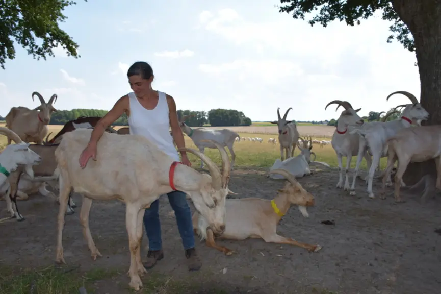 Les chevrettes ont le temps de bien finir leur croissance avant d’être mises à la reproduction. Cela se traduit sur le gabarit des animaux… © D. Hardy