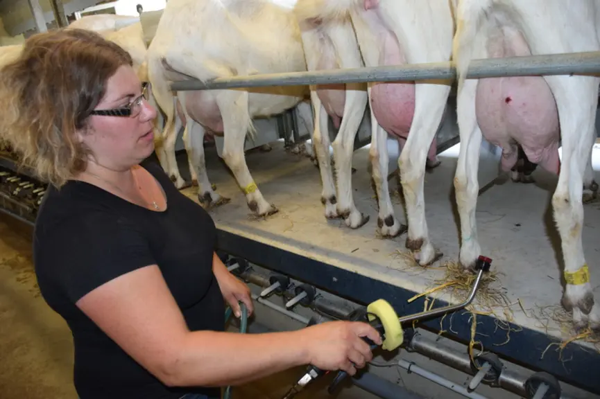 Une fois la chèvre finit de traire, les mamelles reçoivent une courte pulvérisation de Trayor qui désinfecte les trayons et hydrate la peau. © D. Hard