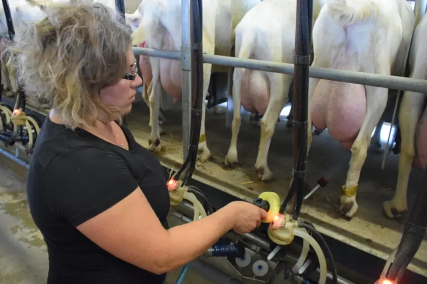 Une fois la chèvre finit de traire, les mamelles reçoivent une courte pulvérisation de Trayor qui désinfecte les trayons et hydrate la peau. © D. Hard