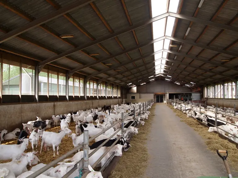 L’intérieur de la chèvrerie respire le calme et la propreté. © W. Wolters