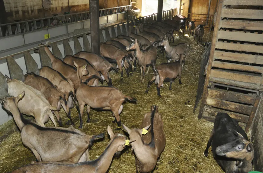 Au pic de production, la ration des chèvres comprend 1,8 kg de foin de luzerne (par jour et par chèvre), 1 kg de foin de Crau, 550 g de maïs grain et
