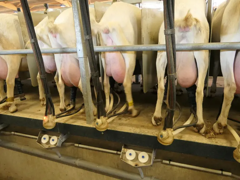 Des mamelles équilibrées et homogènes dans le troupeau français pourrait contribuer à limiter le niveau cellulaire. © D. Hardy