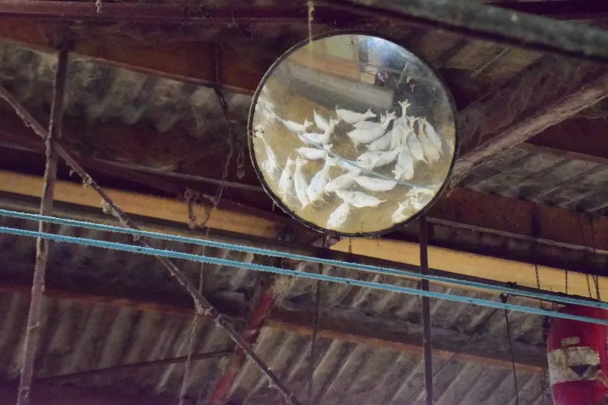 Le miroir fixé à une poutre permet de voir le troupeau dans le parc d’attente depuis la salle de traite. © D. Hardy