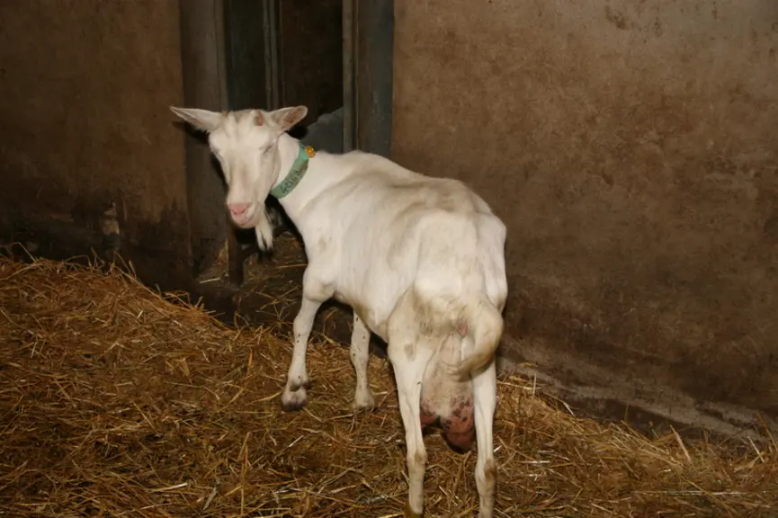 Le Caev se traduit par des arthrites aux genoux qui peuvent affecter la locomotion des animaux. © D. Hardy