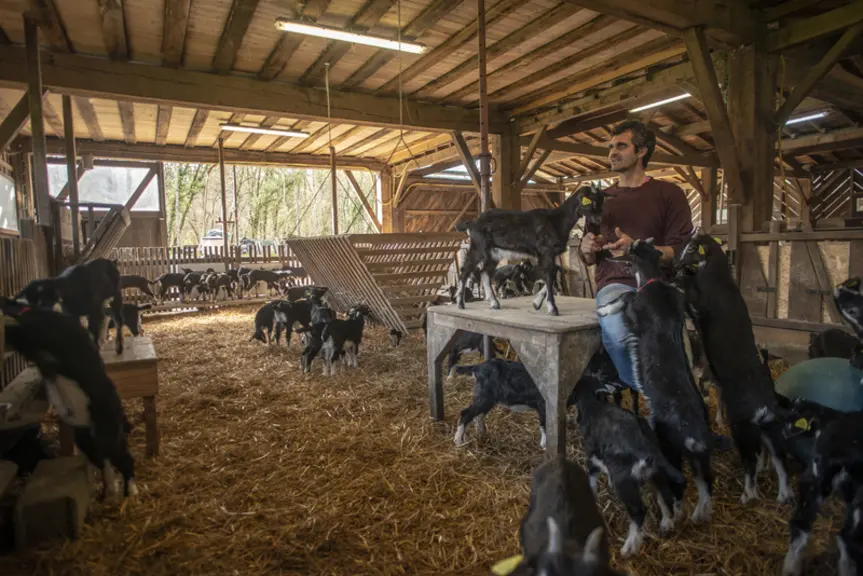 Les chevrettes bénéficient d'enrichissement du milieu tels que des tables et escabeaux.  © A. Buchet