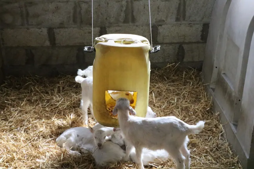 Les chevrettes s'amusent avec le bidon qui bouge et apprennent à se nourrir en concentrés.  © B. Morel