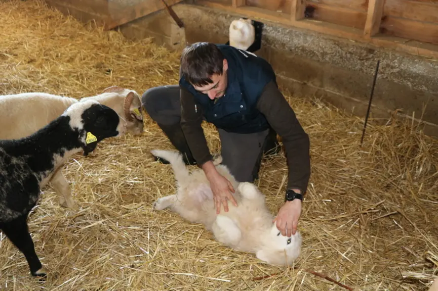 Le maître doit pouvoir mettre le chien sur le dos, lui toucher la mâchoire, le manipuler pour jouer ou pour l'inspecter. © B. Morel