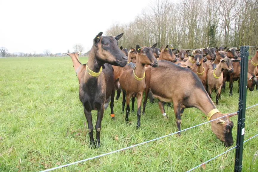 Les chèvres pâturant donnent des fromages très semblables à ceux issus de chèvre nourris au foin ventilé. © D. Hardy