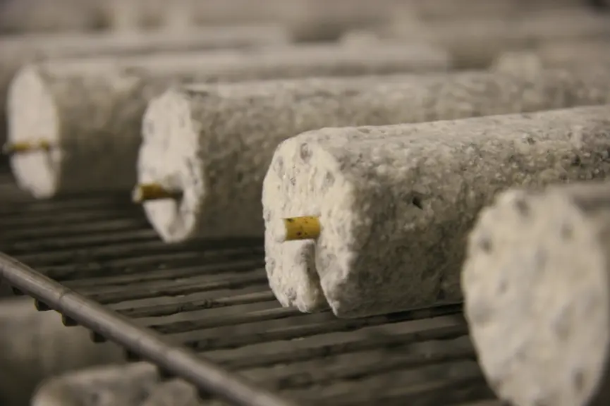 Une maturation chaude du lait avant emprésurage réactive les bactéries et permet un affinage régulier. © D. Hardy