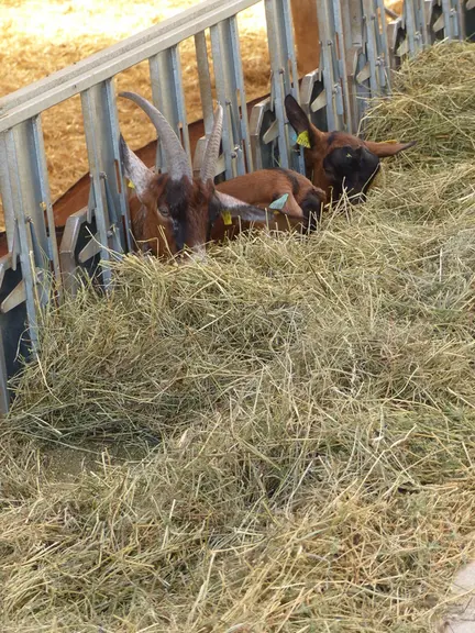 Peu autonome d'un point de vue alimentaire, la ferme achète foin de Crau, luzerne, maïs et aliment protéiné en bio. © R. Alliey
