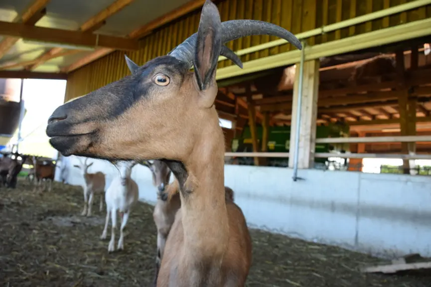 Les chèvres de Lorenz gardent leurs cornes alors qu’un référendum de 2018 proposait d’aider davantage les éleveurs de vaches et de chèvres cornues. ©