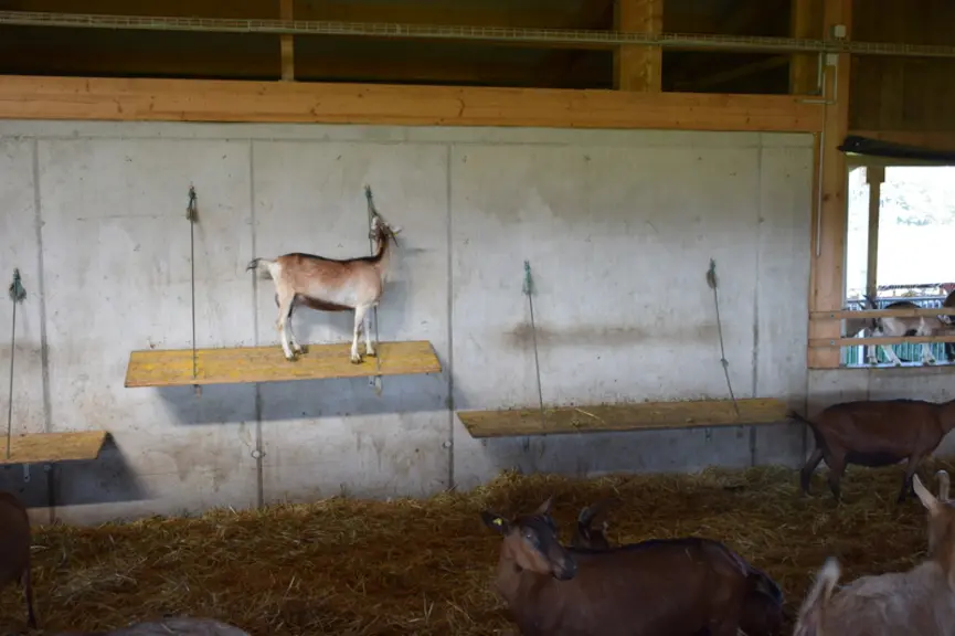 Dans la chèvrerie, une étagère à chèvre enrichi le milieu. « Cela augmente la surface et c’est mieux pour le bien-être des chèvres, une demande des Su
