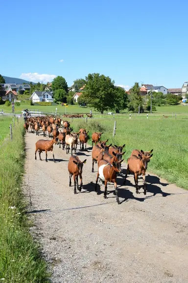 Estelle a su s’occuper de la ferme et de la chèvrerie quand son patron a eu un accident. © D. Hardy