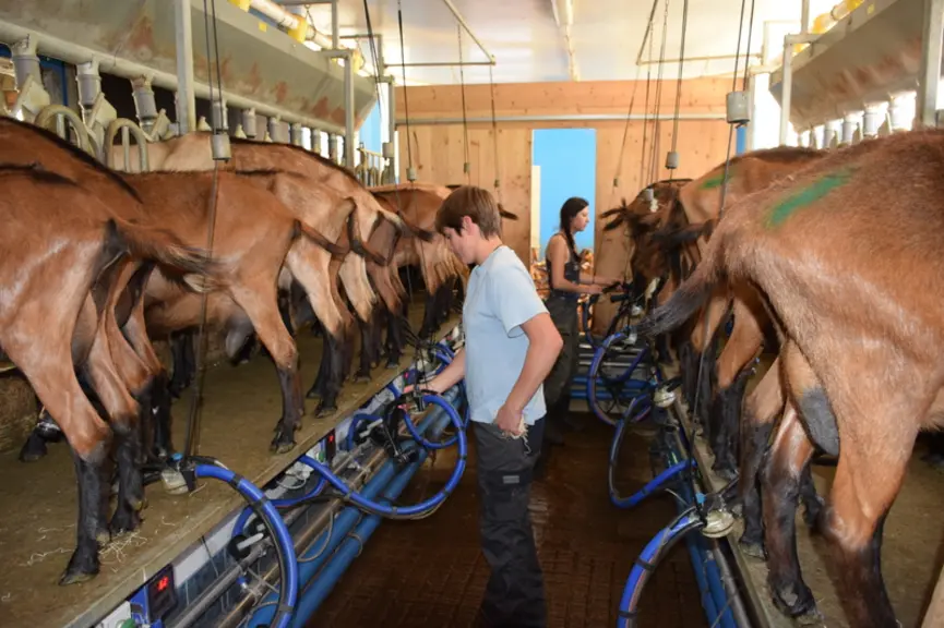 La salle de traite à 2 X 5 postes Delaval est équipée de compteurs à lait. Seul, il faut 1 h 30 le matin et 1 h le soir pour traire les 140 chèvres. ©